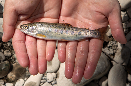 steelhead trout