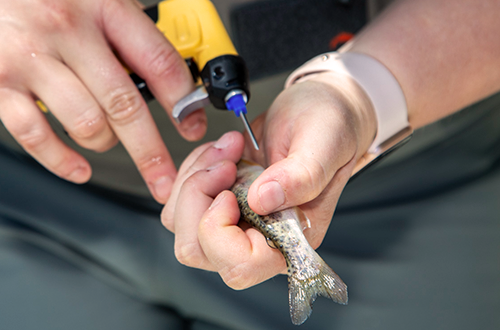 SFPUC biologists carefully insert a grain of rice sized transponder into the steelhead trout. Much like a FastTrak transponder, the transponder will ping antennae along the creek and alert biologists of the fish’s presence. 