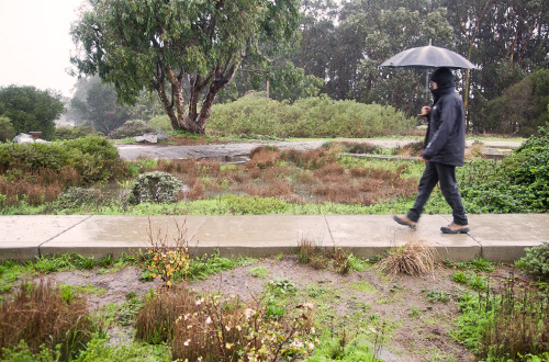 Green infrastructure garden