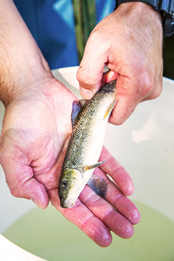 Steelhead actually change physically when the prepare to migrate from freshwater streams to the ocean. Note the silver color and darkened fins.