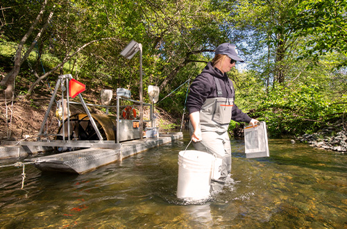 SFPUC biologist Claire Hyde carries captured steelhead from the trap to shore to take measurements and tagging.