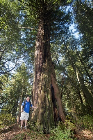 hombre de pie junto a la secuoya gigante