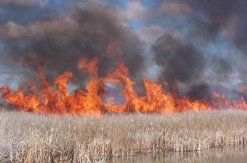 controlled burning of a field