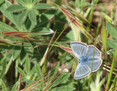 mission blue butterfly