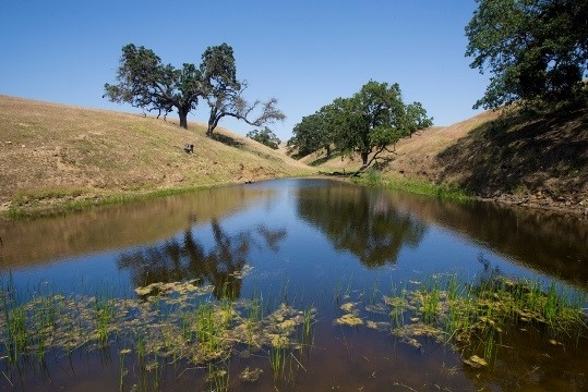 Sheep Camp Creek