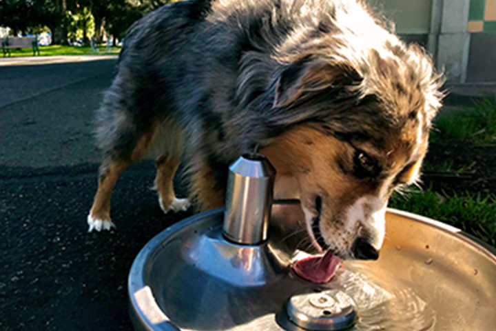 dog drinking water from fountain