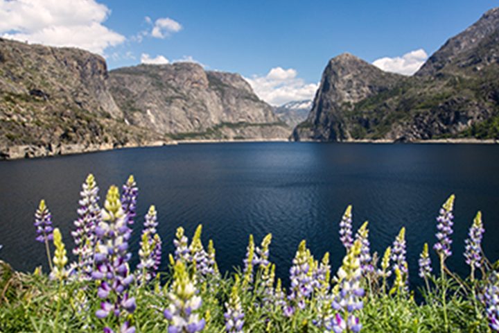 view overlooking O'Shaughnessy Reservoir with flowers in the foreground