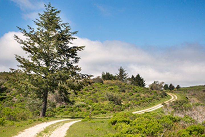 Portion of the ridge trail with large pine tree on the left of trail