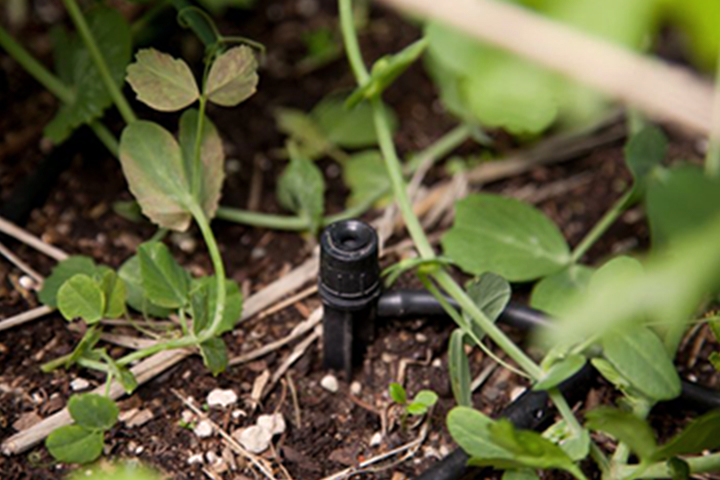 watering system component amongst the garden plants