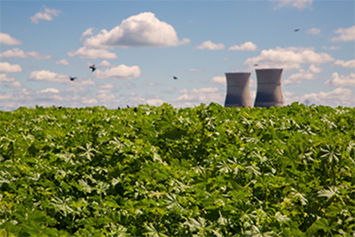 bushes in foreground and nuclear power plant in the background