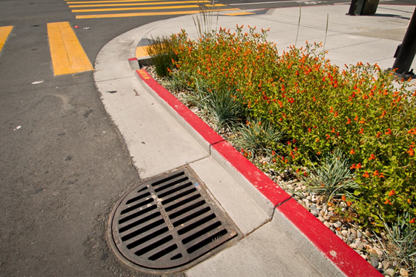 Rain Garden