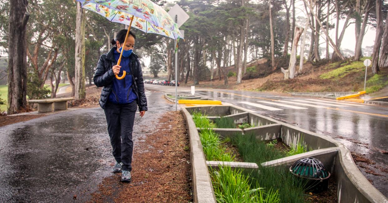 Person with umbrella walking next to rain garden.