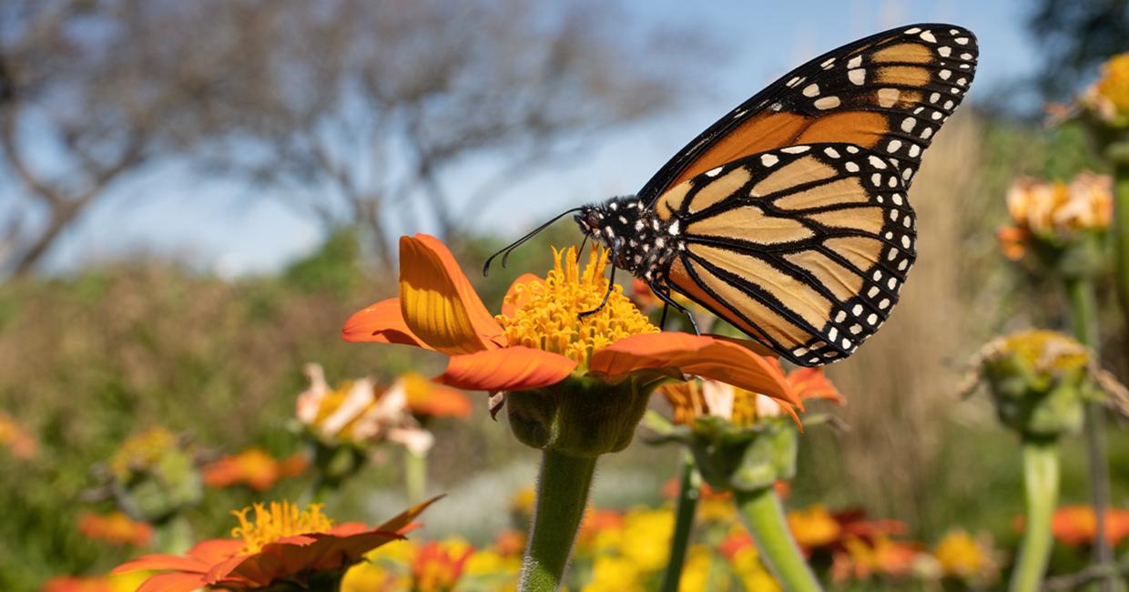 butterfly on a flower