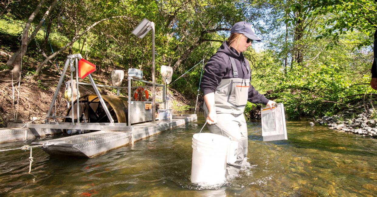 SFPUC biologist Claire Hyde carries captured steelhead from the trap to shore to take measurements and tagging. 