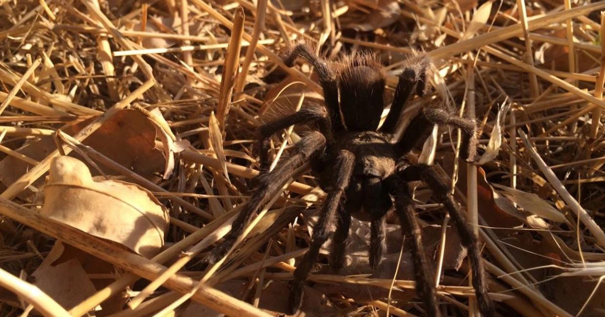 Watch Out for the Creepy Crawlies at Calaveras Dam