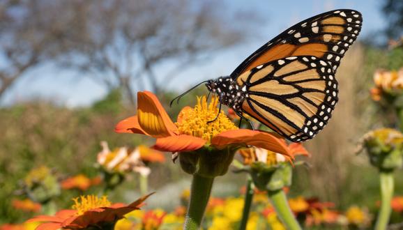 butterfly on a flower