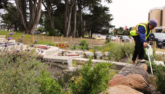 Person standing in a rain garden.