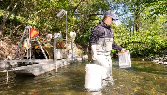 SFPUC biologist Claire Hyde carries captured steelhead from the trap to shore to take measurements and tagging. 