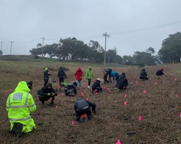 PODER volunteers plant native grass seedlings in the grassland habitat.