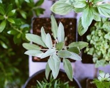 tray of small plants